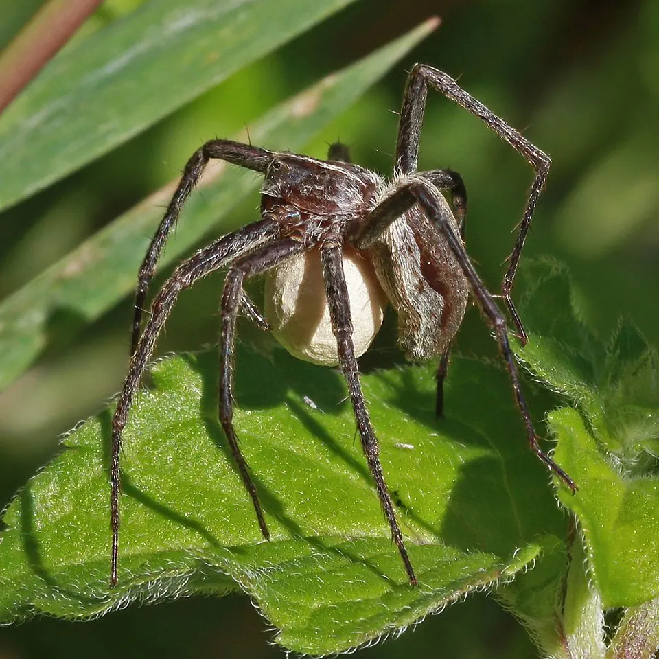 nursery web spider spider photo