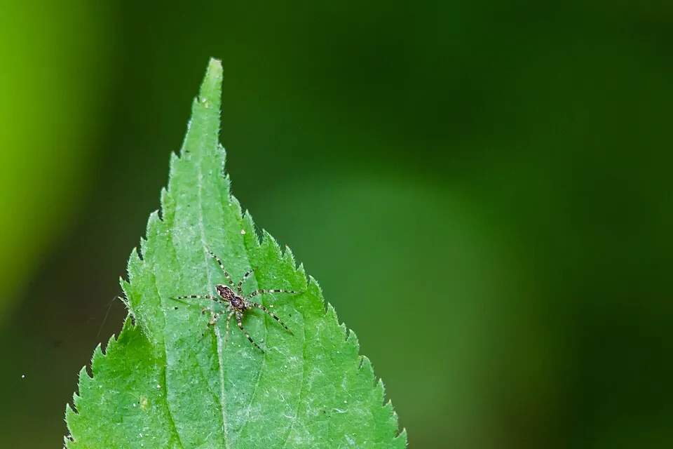 nursery web spider spider photo