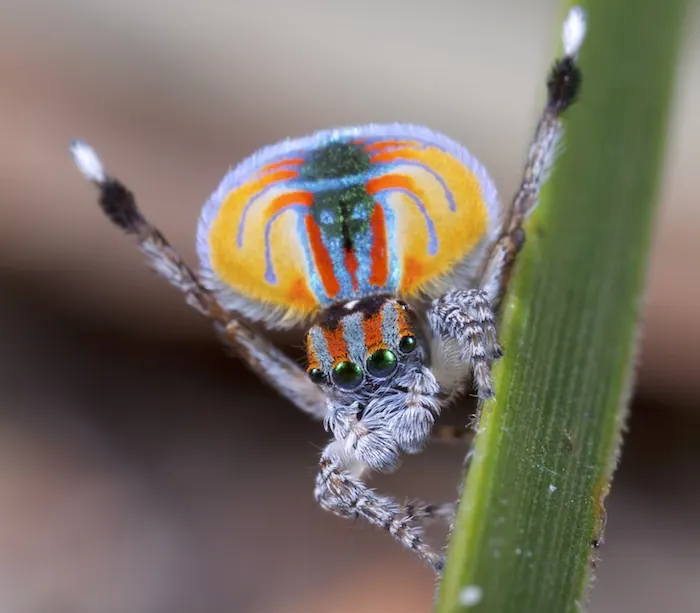 peacock spider spider photo