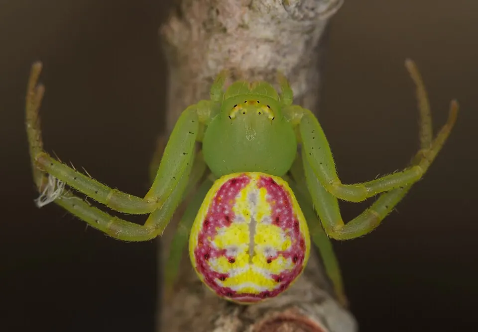 pink flower spider spider photo