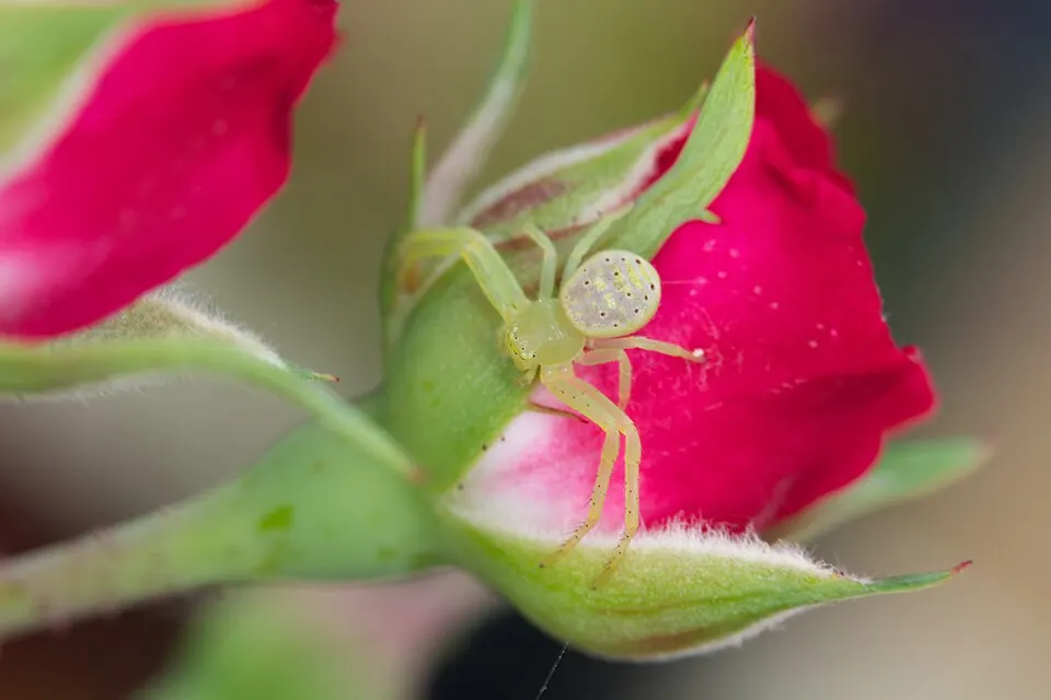 pink flower spider spider photo