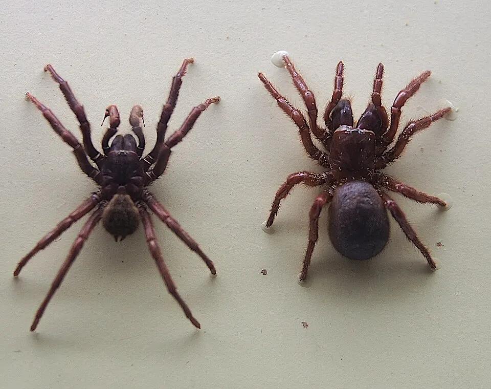port macquarie funnel web spider spider photo