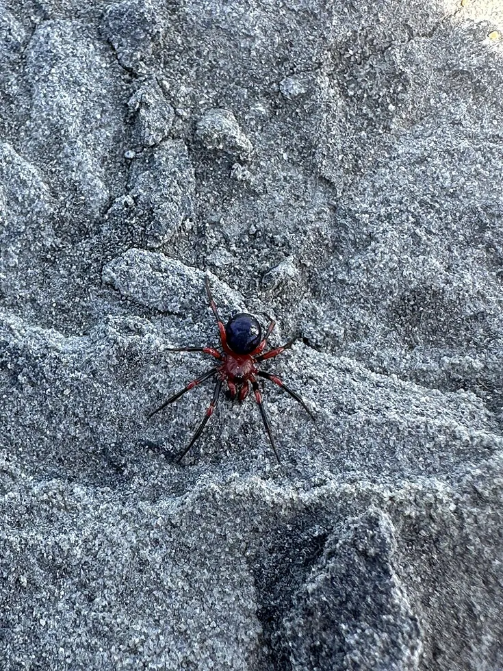 red and black spider spider photo