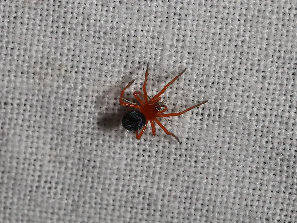 red and black spider spider photo