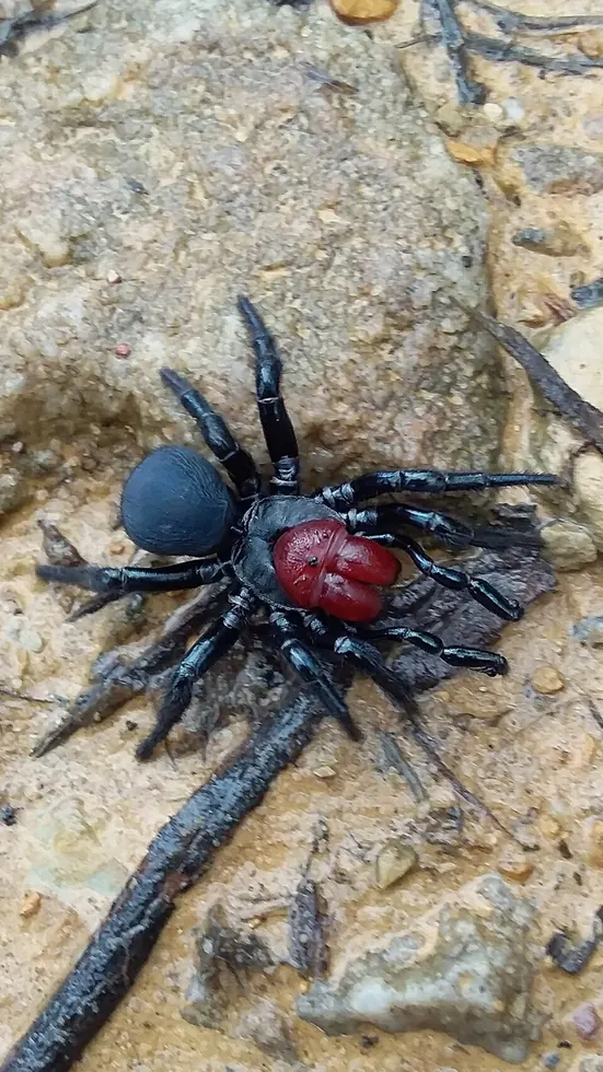 red headed mouse spider spider photo