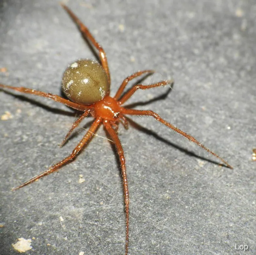 red house spider spider photo