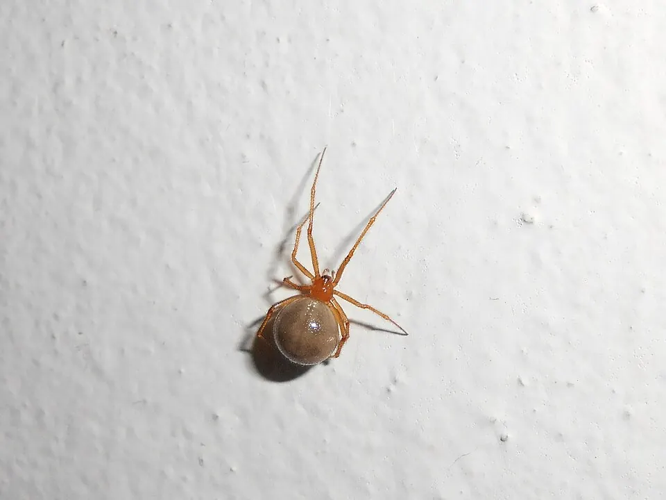 red house spider spider photo