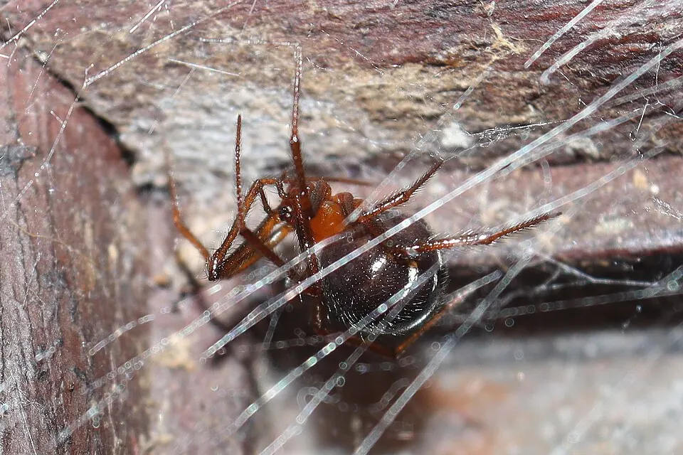 red house spider spider photo