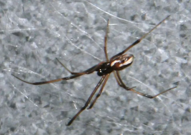 redback spider spider photo