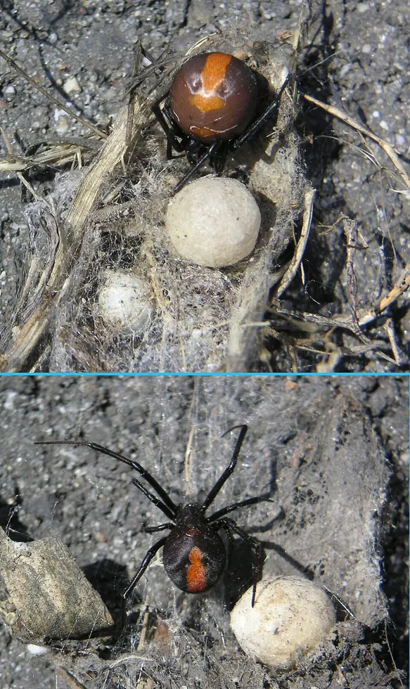 redback spider spider photo