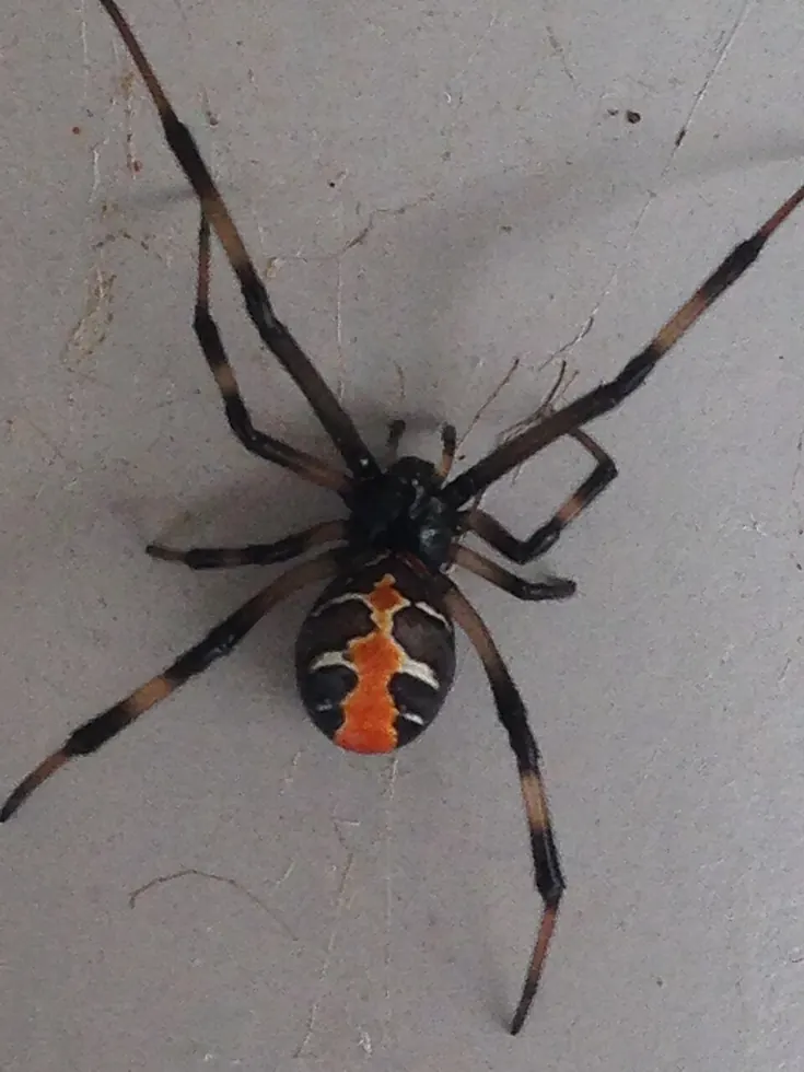 redback spider spider photo