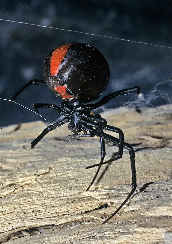 redback spider spider photo