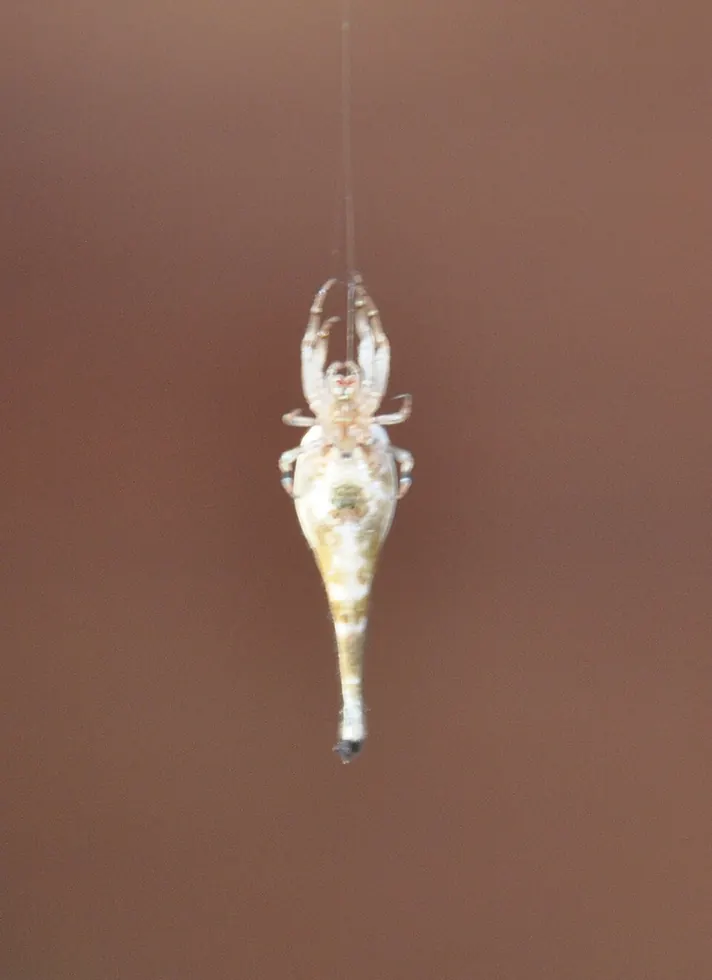 scorpion tailed spider spider photo