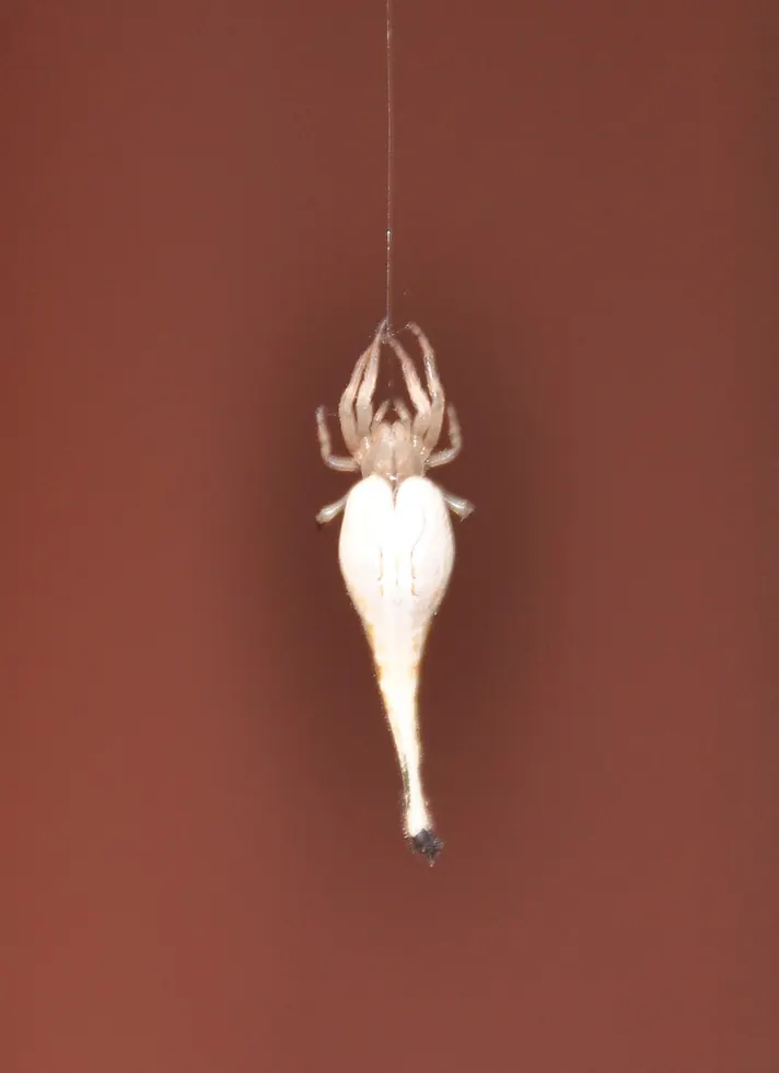 scorpion tailed spider spider photo