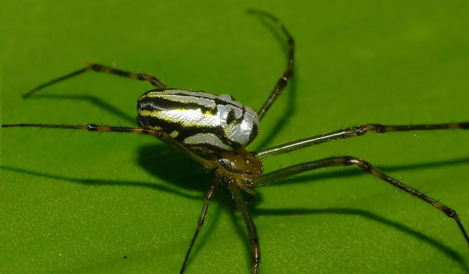 silver orb weaver spider photo
