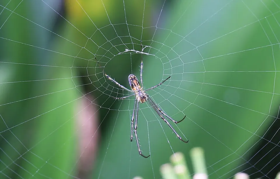 silver orb weaver spider photo