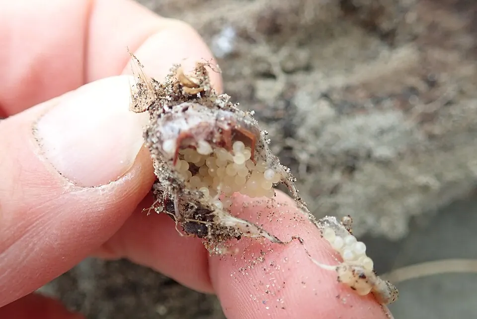 slater eating spider spider photo