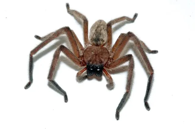 social huntsman spider spider photo