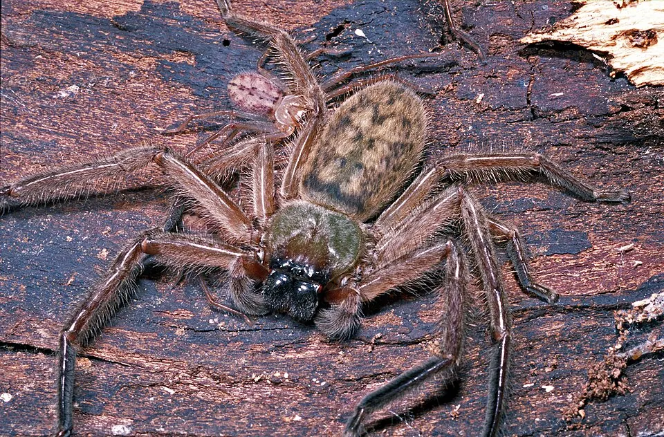 social huntsman spider spider photo