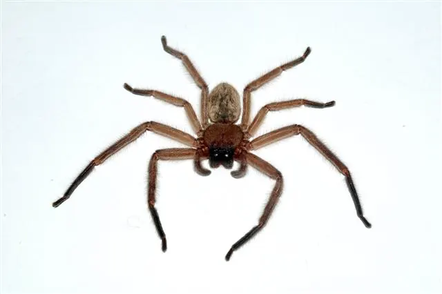 social huntsman spider spider photo