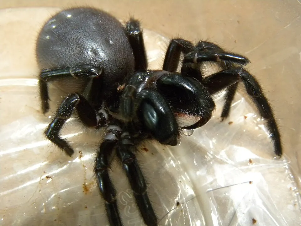 southern tree funnel web spider spider photo