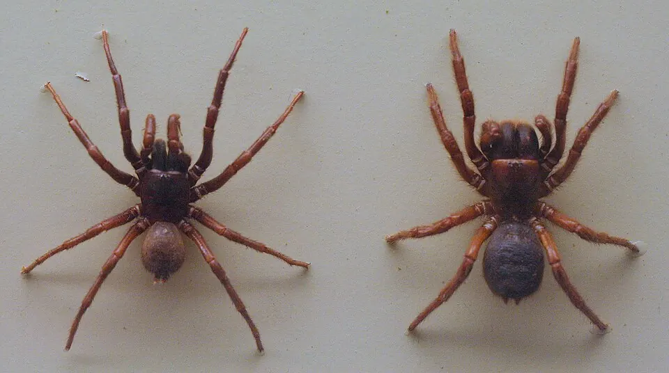 southern tree funnel web spider spider photo