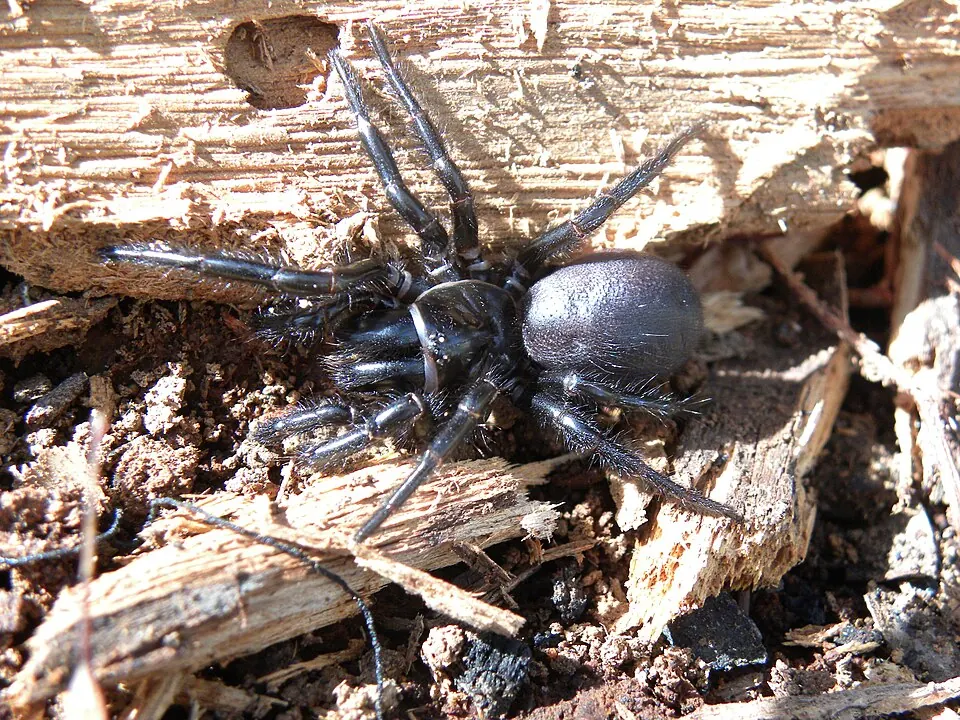 southern tree funnel web spider spider photo