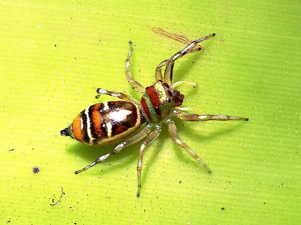 sparkling northern jumping spider spider photo