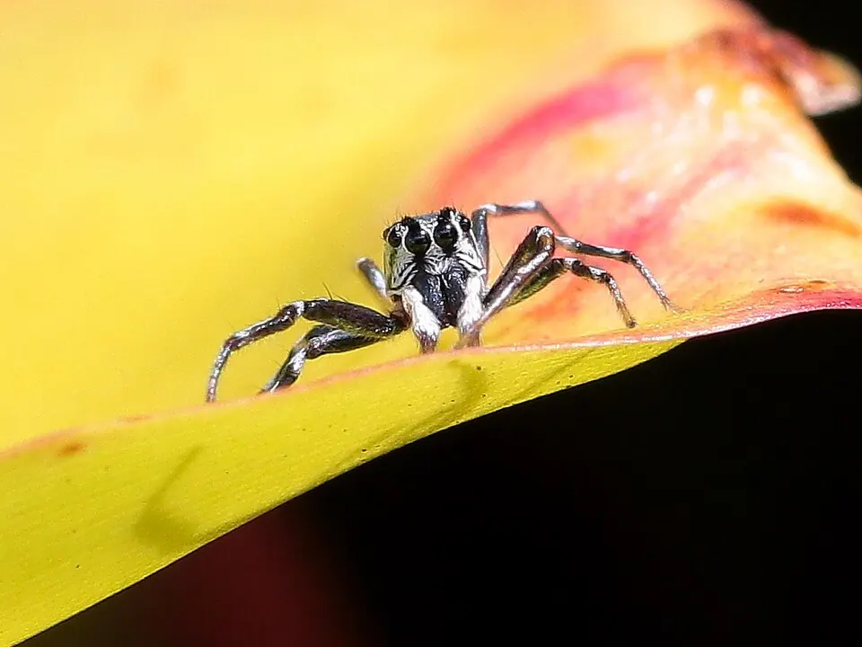 sparkling northern jumping spider spider photo