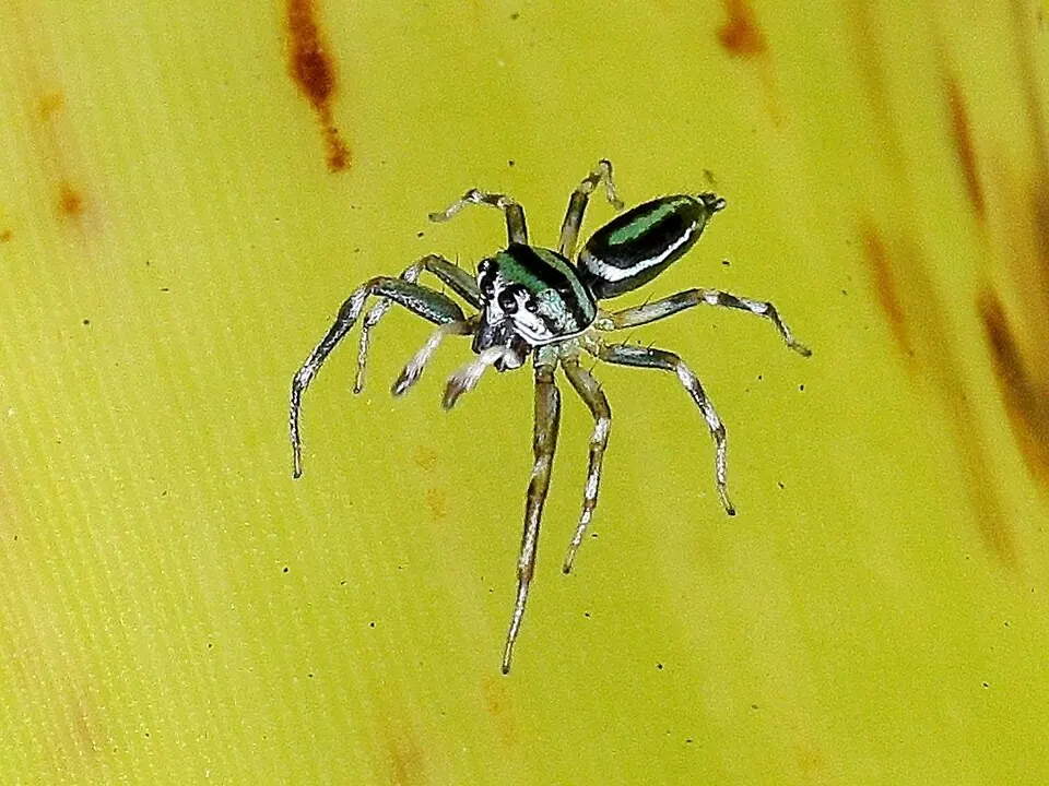 sparkling northern jumping spider spider photo