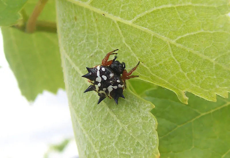 spiny spider spider photo