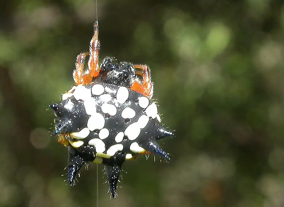 spiny spider spider photo