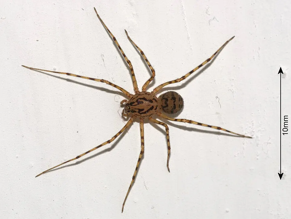 spitting spider spider photo