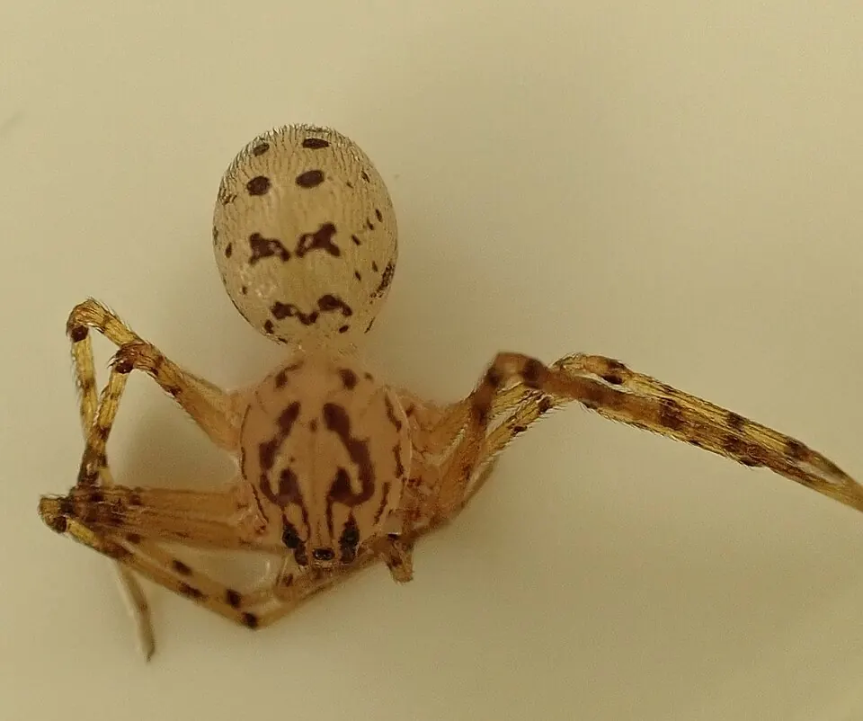 spitting spider spider photo