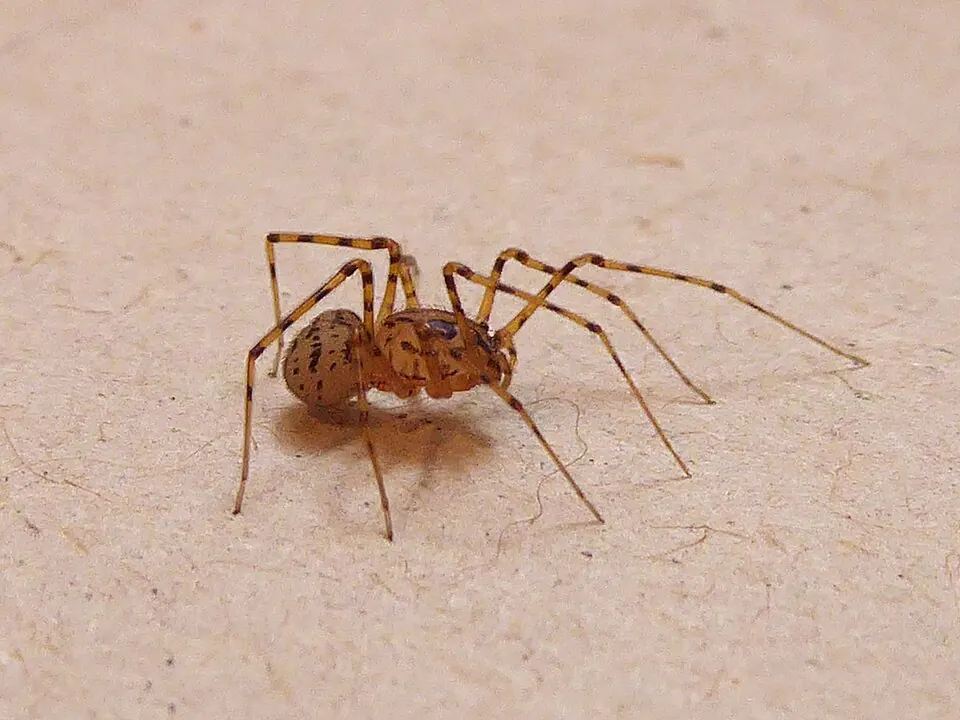 spitting spider spider photo