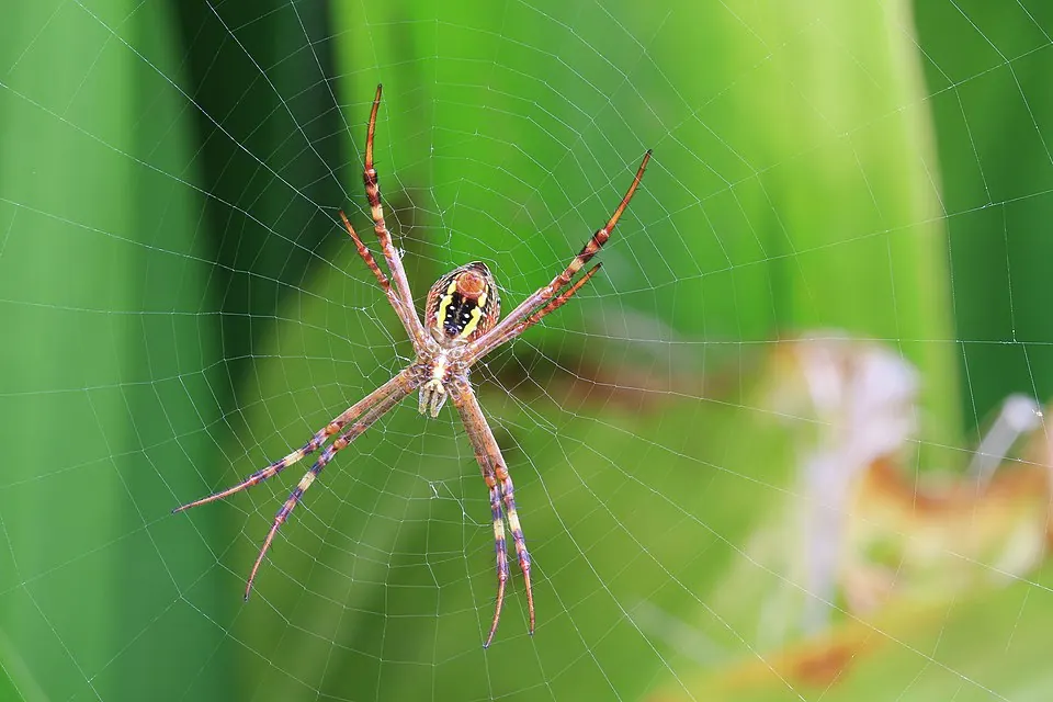 st andrews cross spider spider photo