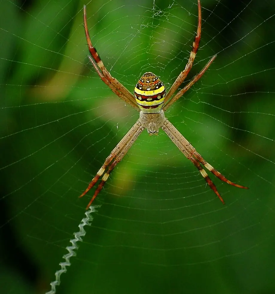 st andrews cross spider spider photo