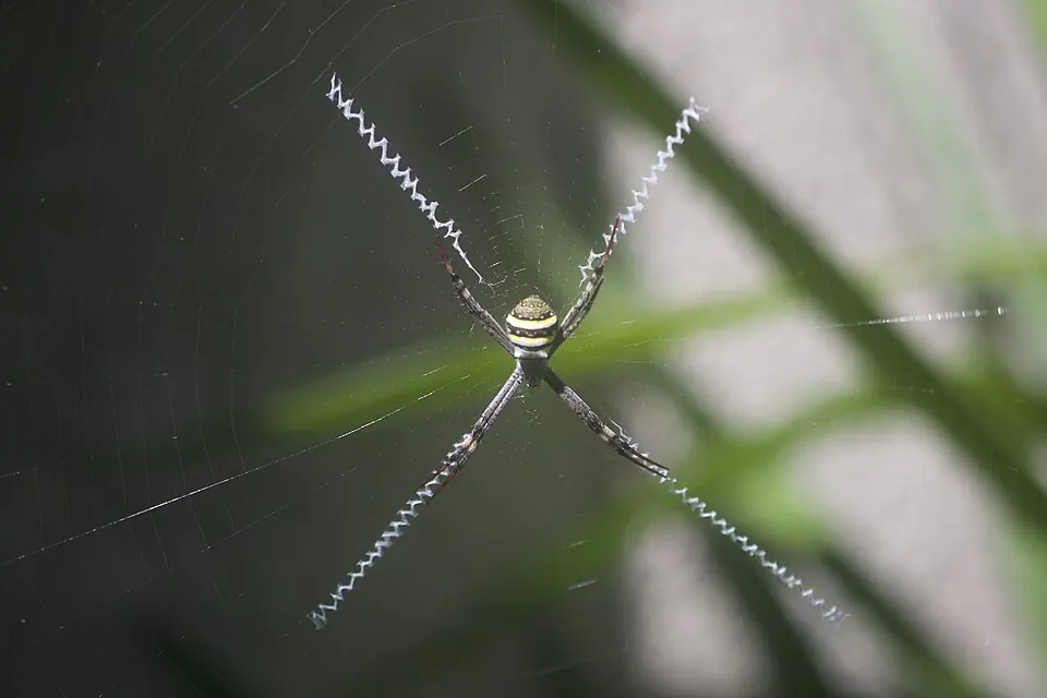 st andrews cross spider spider photo