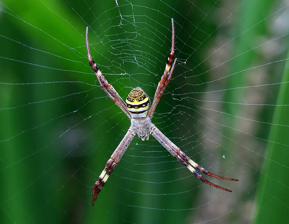 st andrews cross spider spider photo