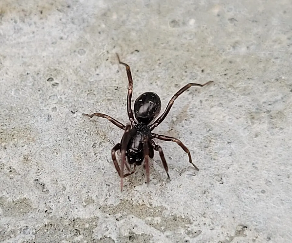 swift ground spider spider photo