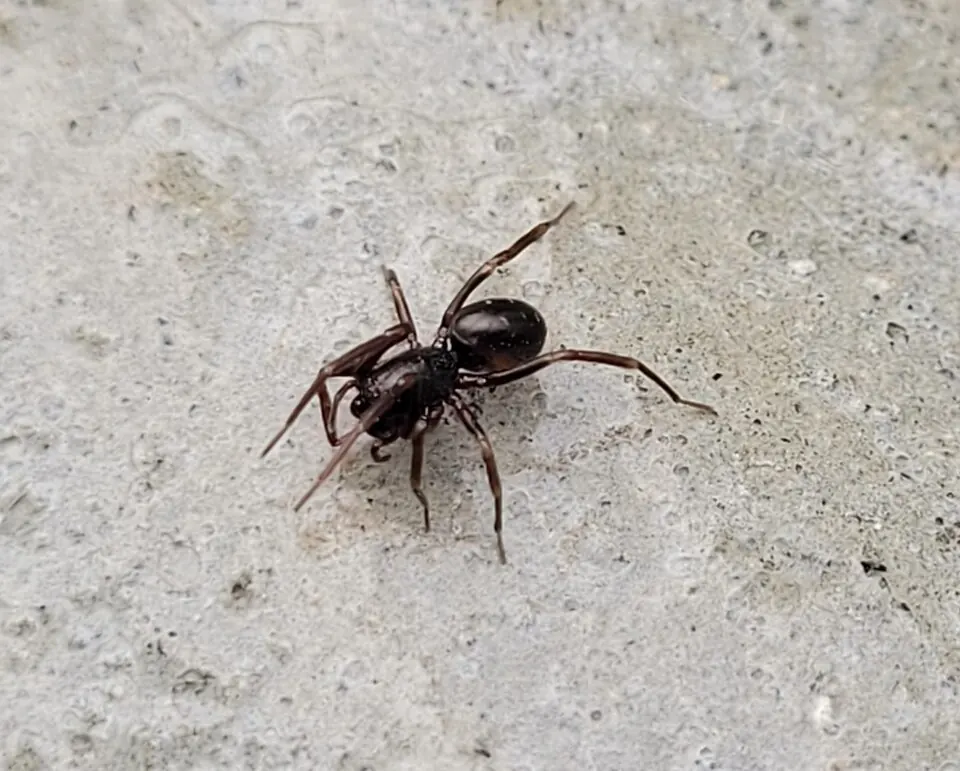 swift ground spider spider photo