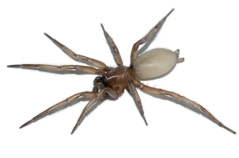 swift ground spider spider photo