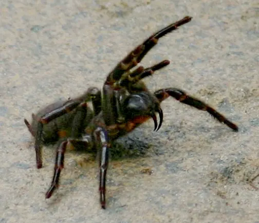 sydney funnel web spider spider photo