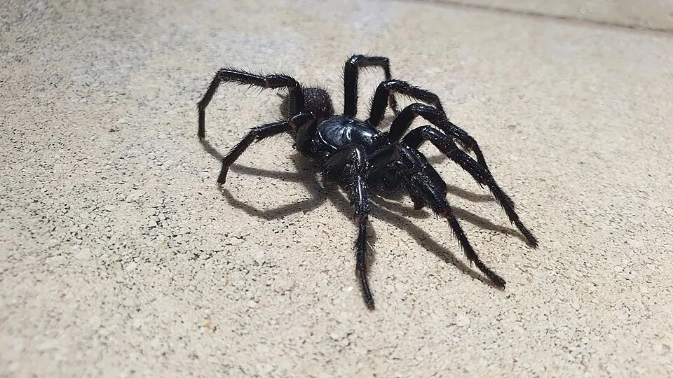 sydney funnel web spider spider photo