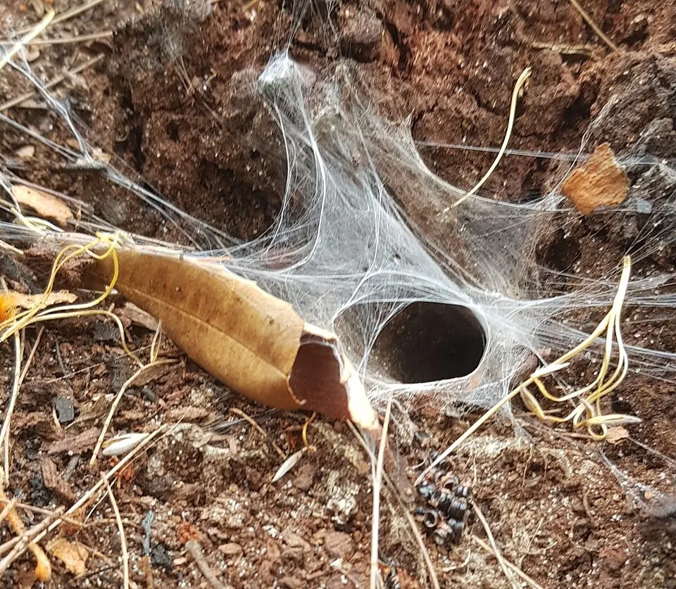 sydney funnel web spider spider photo
