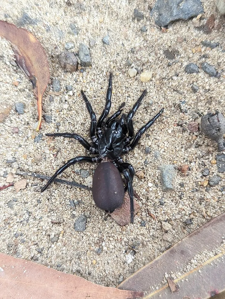 sydney funnel web spider spider photo