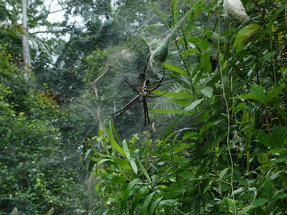 tent web spider spider photo