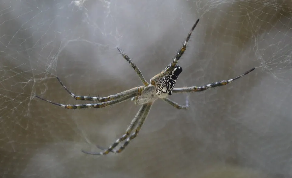 tent web spider spider photo