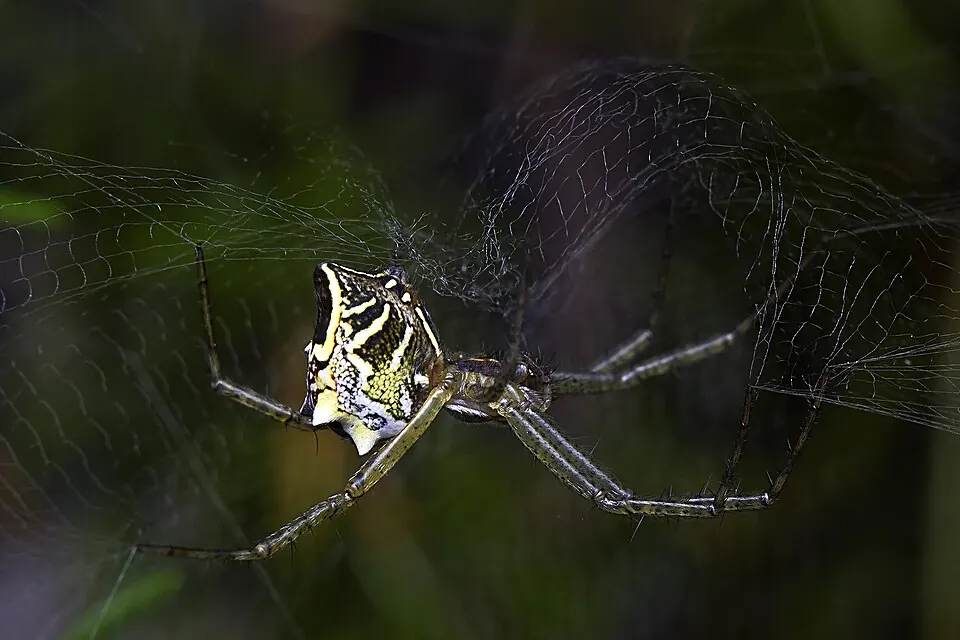 tent web spider spider photo