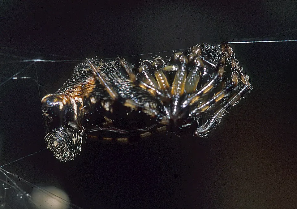 three lobed spider spider photo